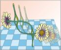 New Molecular Daisy Chain Architectures